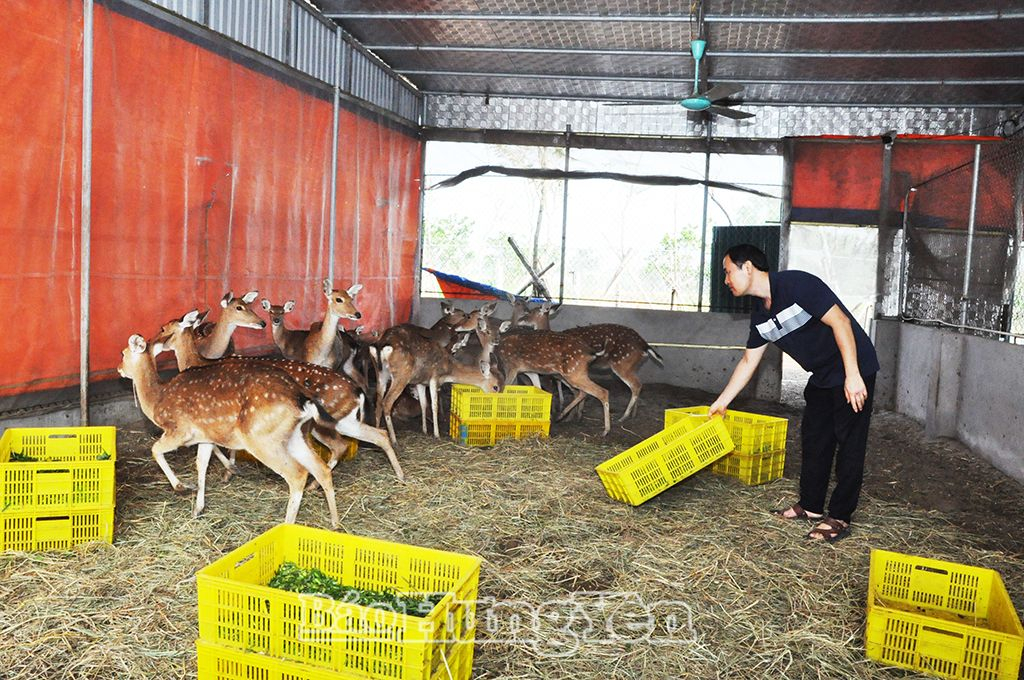 Nuôi hươu lấy nhung tại Chi hội nghề nghiệp chăn nuôi xã Phạm Ngũ Lão (Kim Động)