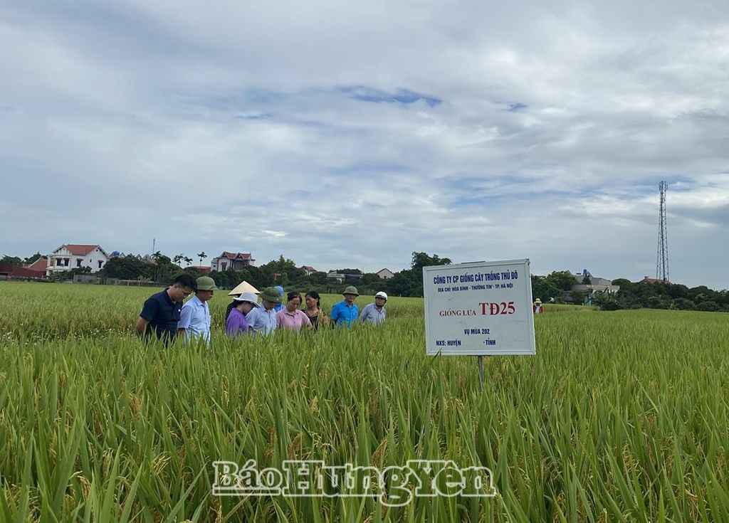 Mô hình thâm canh giống lúa mới áp dụng quy trình quản lý dịch hại tổng hợp IPM vụ lúa xuân năm 2024