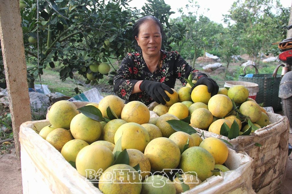  Cam Phù Cừ trồng theo tiêu chuẩn VietGAP