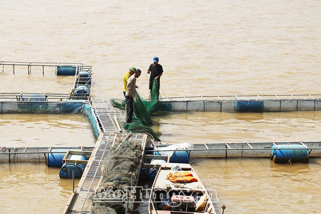 Hội viên Hội Nông dân xã Phú Cường (thành phố Hưng Yên) khôi phục lồng nuôi cá trên sông