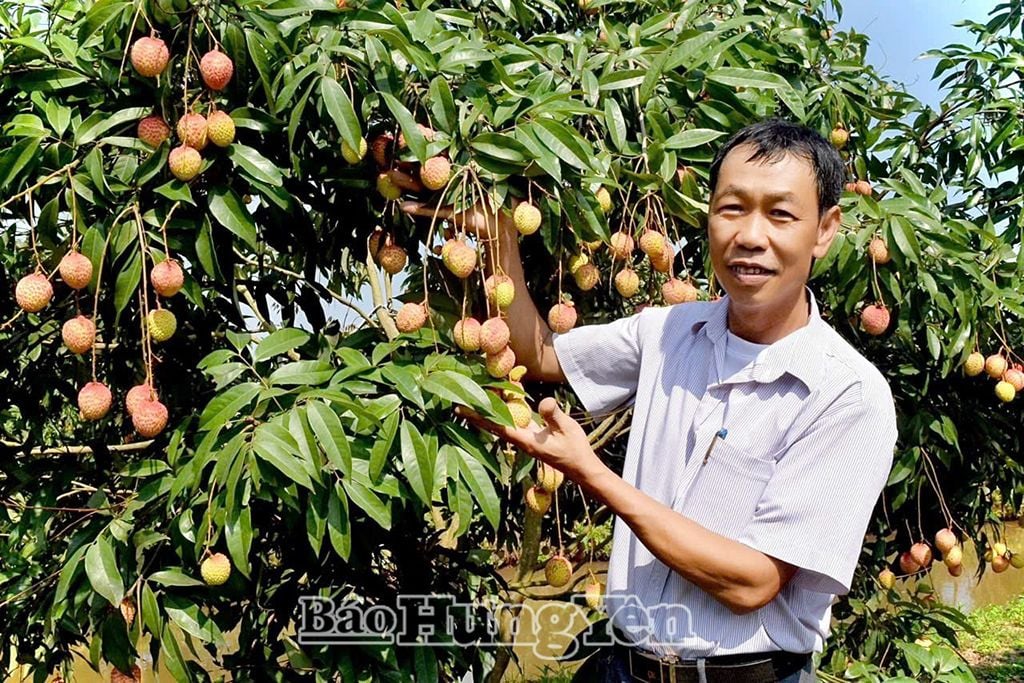 Vùng trồng vải trứng Hưng Yên theo tiêu chuẩn VietGAP tại huyện Phù Cừ