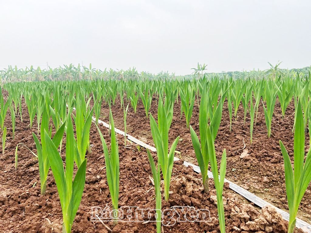  Hoa lay-ơn được chăm bón đúng kỹ thuật nên sinh trưởng, phát triển tốt, ước cho thu lãi từ 20 đến 30 triệu đồng/sào