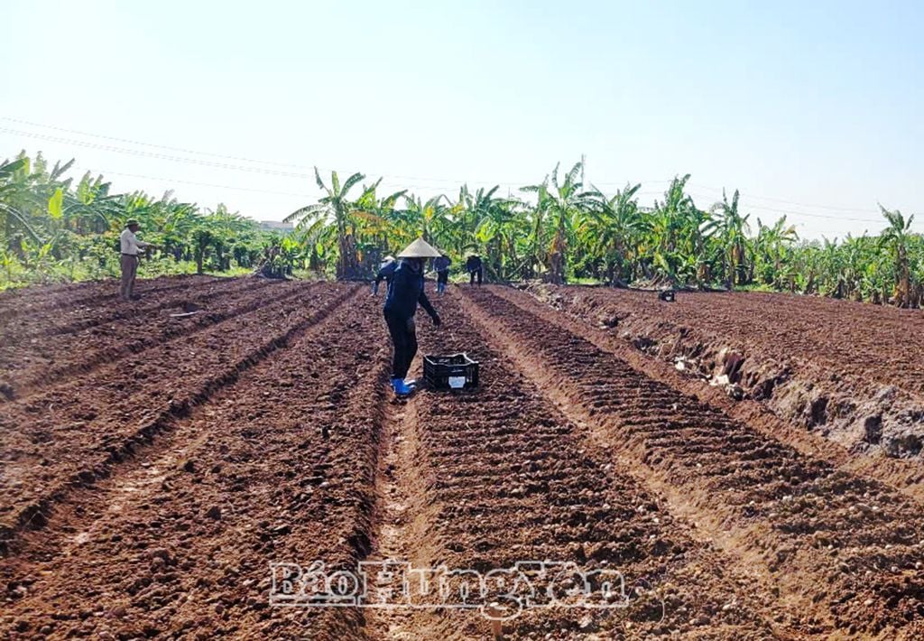 Nông dân phường Lam Sơn (thành phố Hưng Yên) trồng hoa lay-ơn