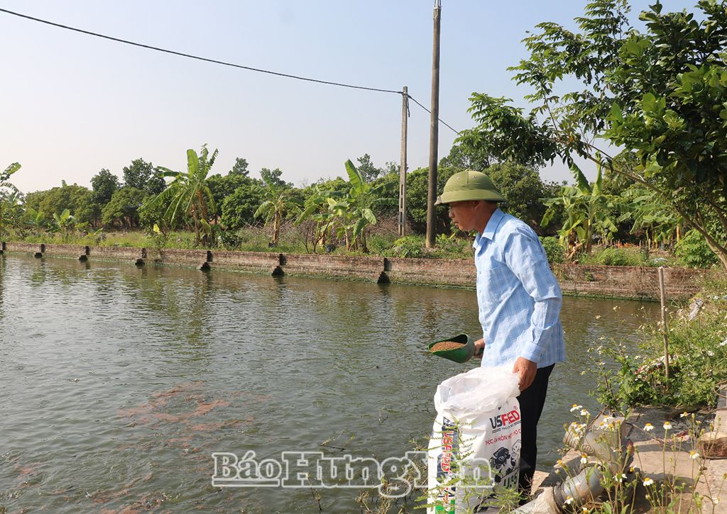 Trang trại tổng hợp của anh Phan Giang Ðông, xã Việt Hòa (Khoái Châu)