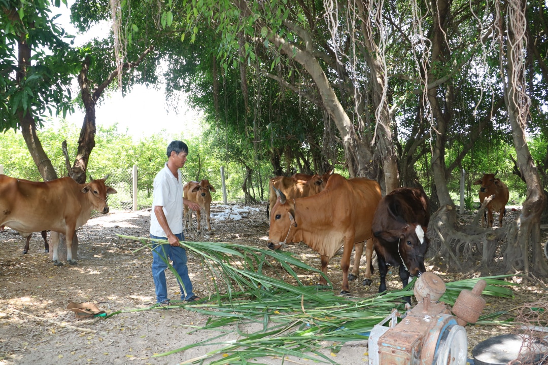 Ông Lê Đức Tân (phường Cam Nghĩa, TP. Cam Ranh) chăm sóc đàn bò của gia đình.