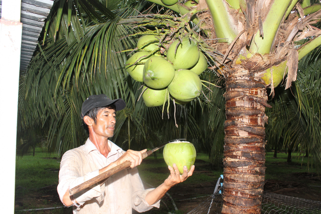 Sản phẩm dừa xiêm Xuân Sơn đã đạt chứng nhận OCOP 3 sao cấp tỉnh. (Trong ảnh: Ông Lê Văn Tình giới thiệu sản phẩm dừa của gia đình)