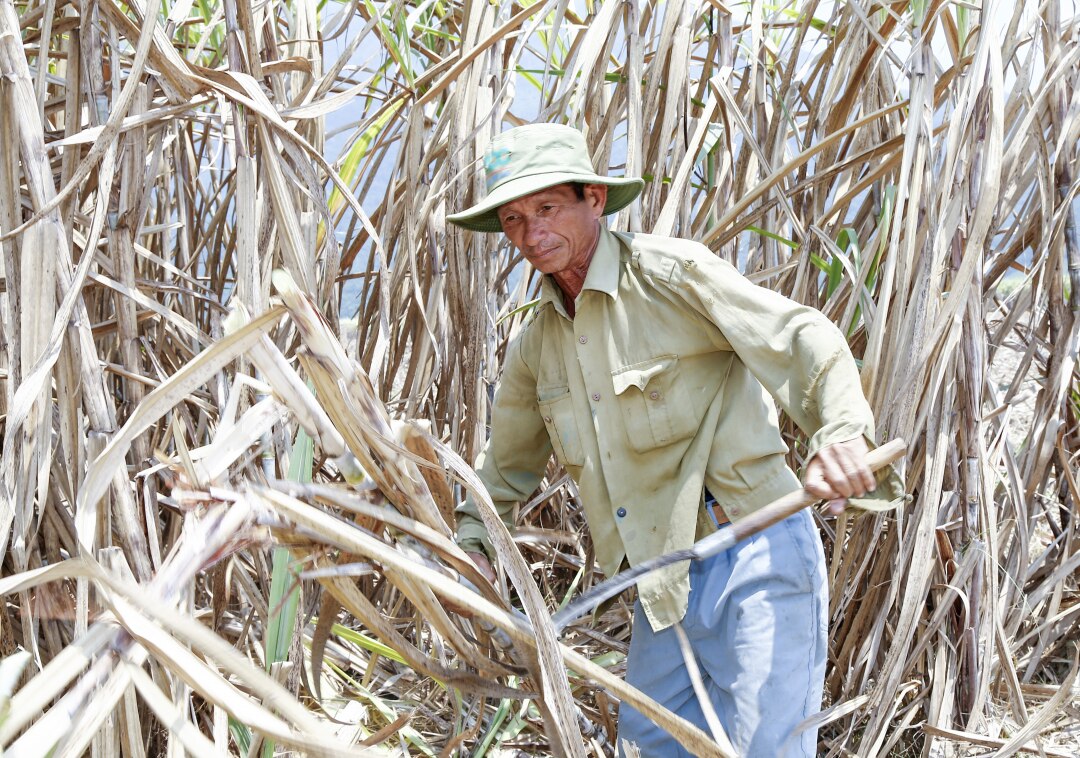 Nông dân Ninh Hòa thu hoạch mía