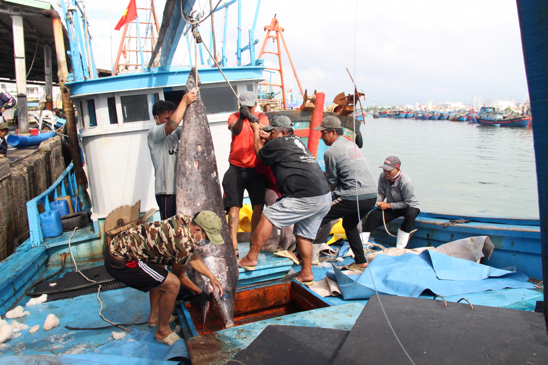 Ngư dân Khánh Hòa cập cảng Hòn Rớ (TP. Nha Trang) lên cá để bán cho doanh nghiệp chế biến cá ngừ đại dương xuất khẩu 