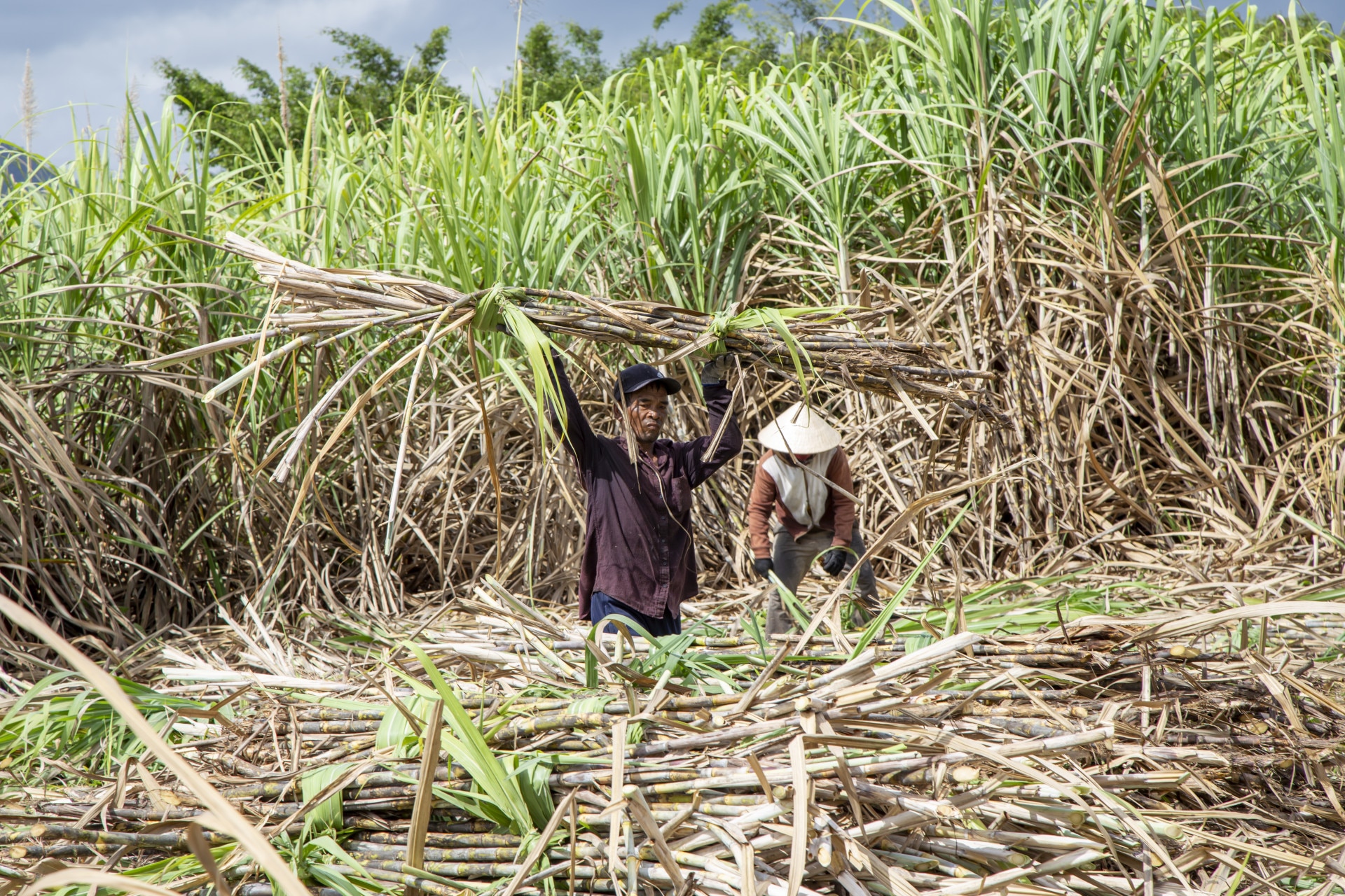 Nông dân Ninh Hòa thu hoạch mía niên vụ 2023-2024