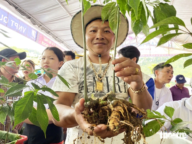 Tỉnh Quảng Nam kiến nghị Chính phủ có chủ trương trình Quốc hội ban hành Luật Sâm Việt Nam. Trong ảnh: cây sâm Ngọc Linh ở Quảng Nam - Ảnh: LÊ TRUNG