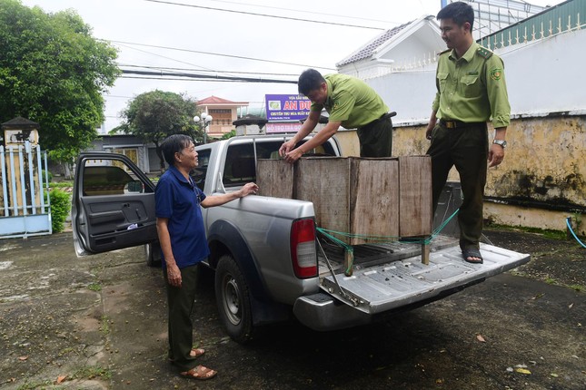 Kon Tum tiếp nhận một cá thể trăn đất quý hiếm được người dân giao nộp ảnh 2