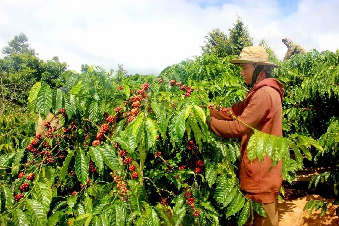 Dự báo giá cà phê 28/9: