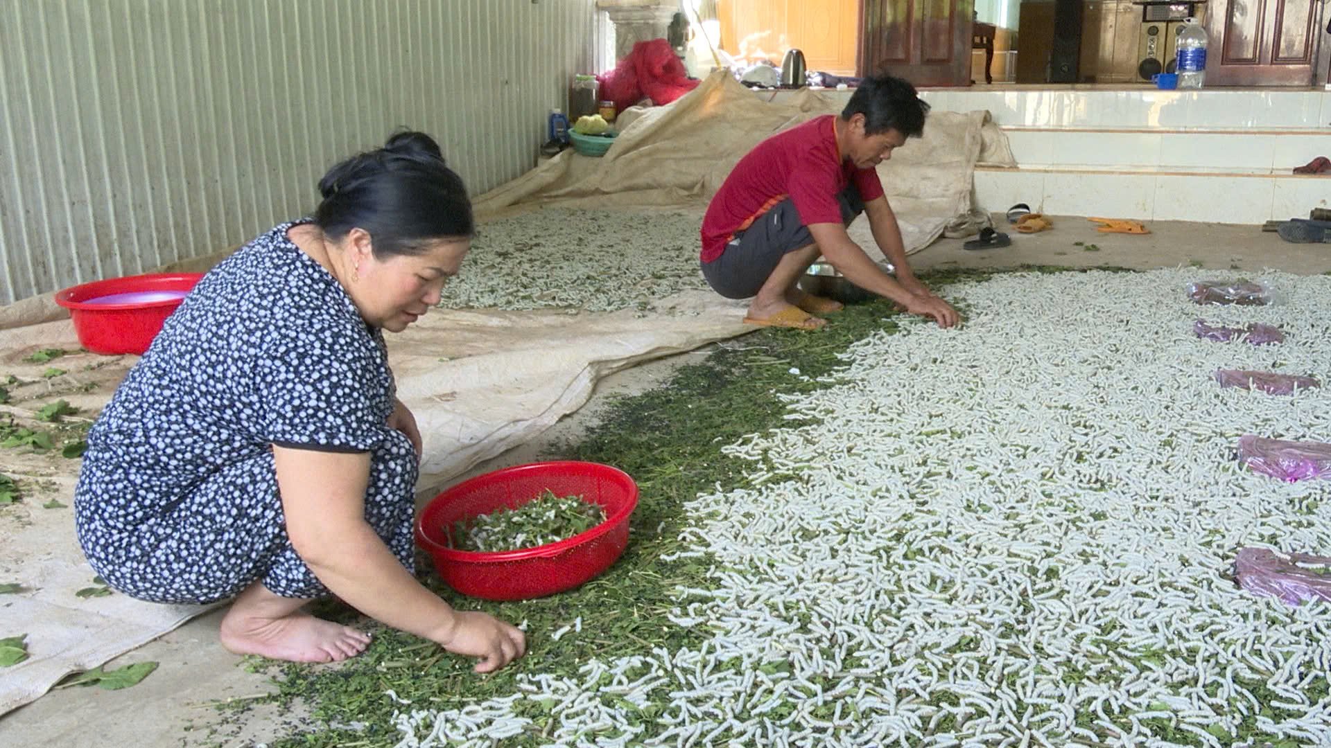 Nhiều nông dân ở Kon Tum trồng cây thu lá để làm thức ăn nuôi loài vật này kiếm được bộn tiền - Ảnh 2.