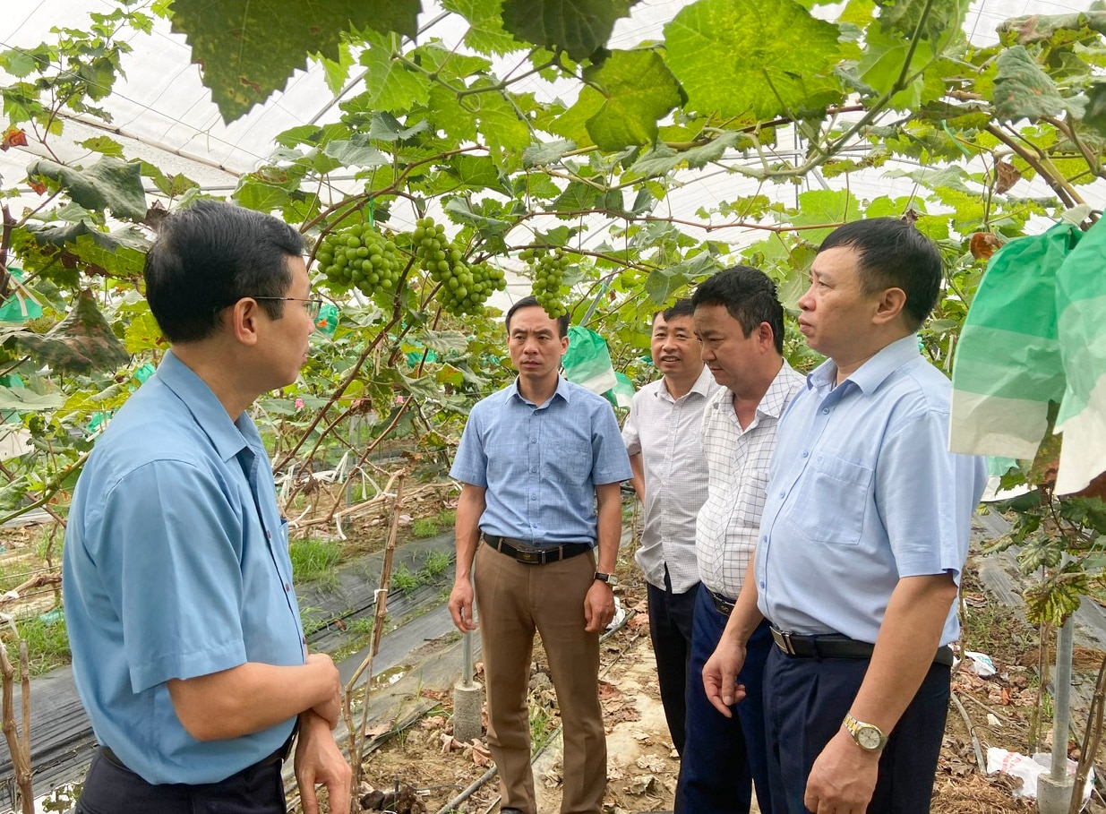 Đoàn công tác của tỉnh và đại diện các phòng chuyên môn huyện Than Uyên tham quan mô hình trồng nho của HTX Nông nghiệp Hua Nà, xã Hua Nà. 