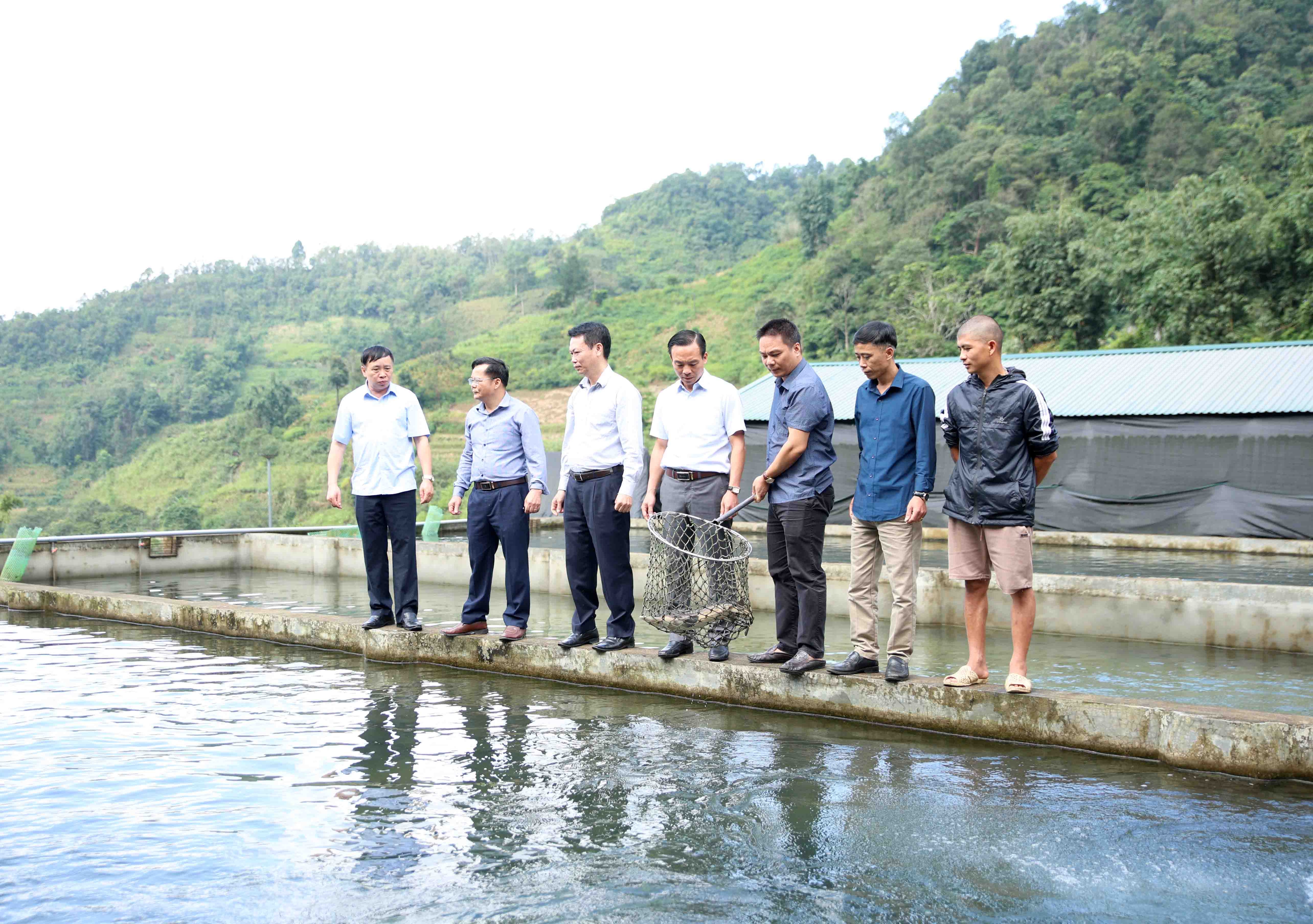 Đoàn công tác của Ban Chỉ đạo phát triển KTTT tỉnh cùng lãnh đạo UBND huyện Tam Đường thăm mô hình nuôi cá tầm của HTX Lê Kim Sơn ở bản Phô Hồ Thầu, xã Hồ Thầu.