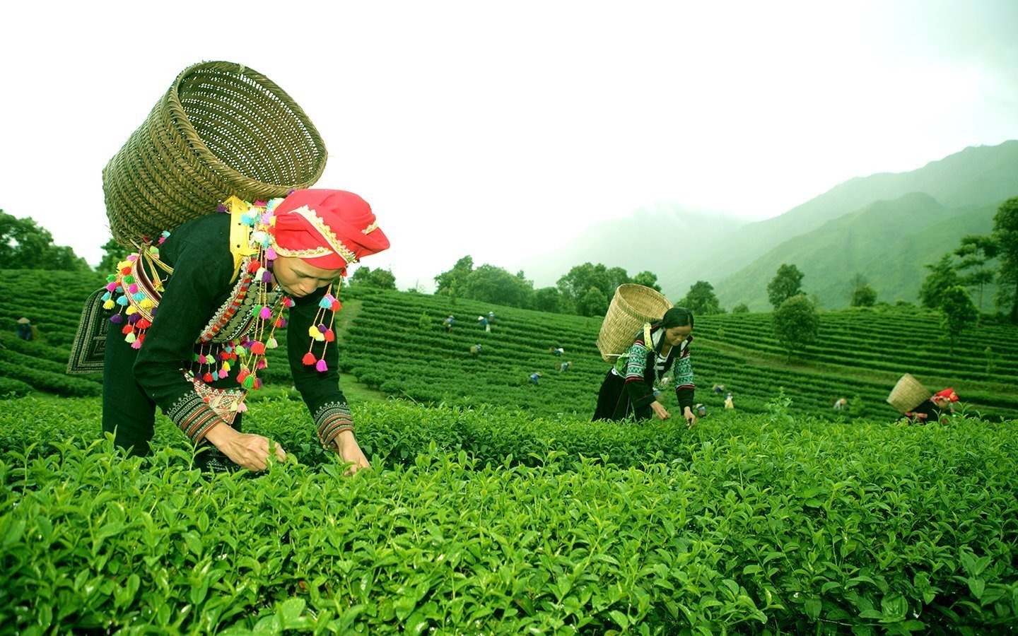 Vùng nguyên liệu chè sạch Tam Đường, tỉnh Lai Châu