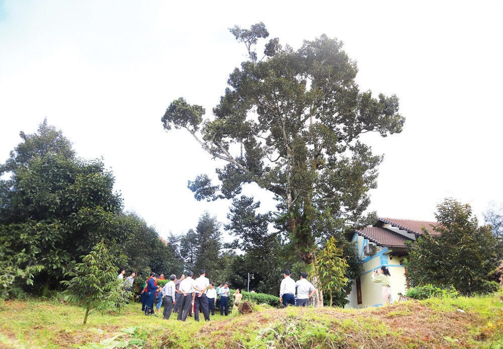 Cây sầu riêng cổ thụ hơn 100 tuổi tại vườn trái cây Nam Nhi cao khoảng 45 m. Ảnh: K.P