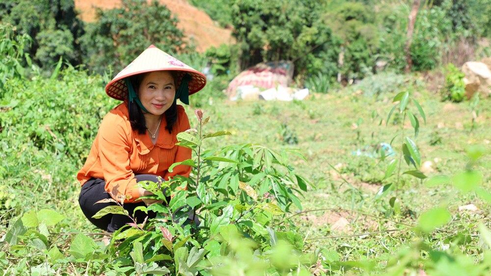 Chị Bắc và những cây xạ đen hơn 1 năm tuổi