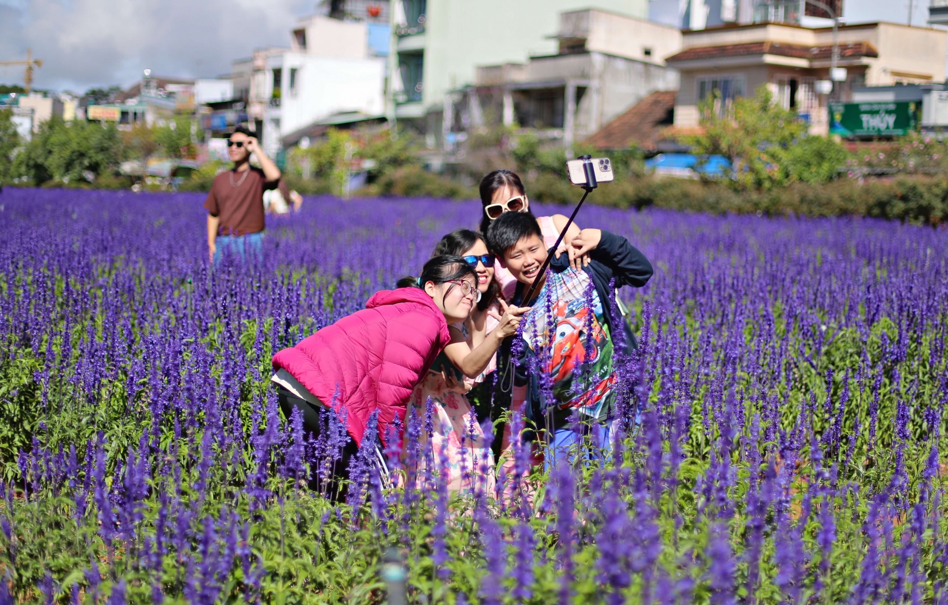 Vườn hoa Lavender tím nổi bật, thu hút hàng trăm lượt người dân, du khách tới ngắm, chụp ảnh giữa buổi sáng chủ nhật trời nắng đẹp.
