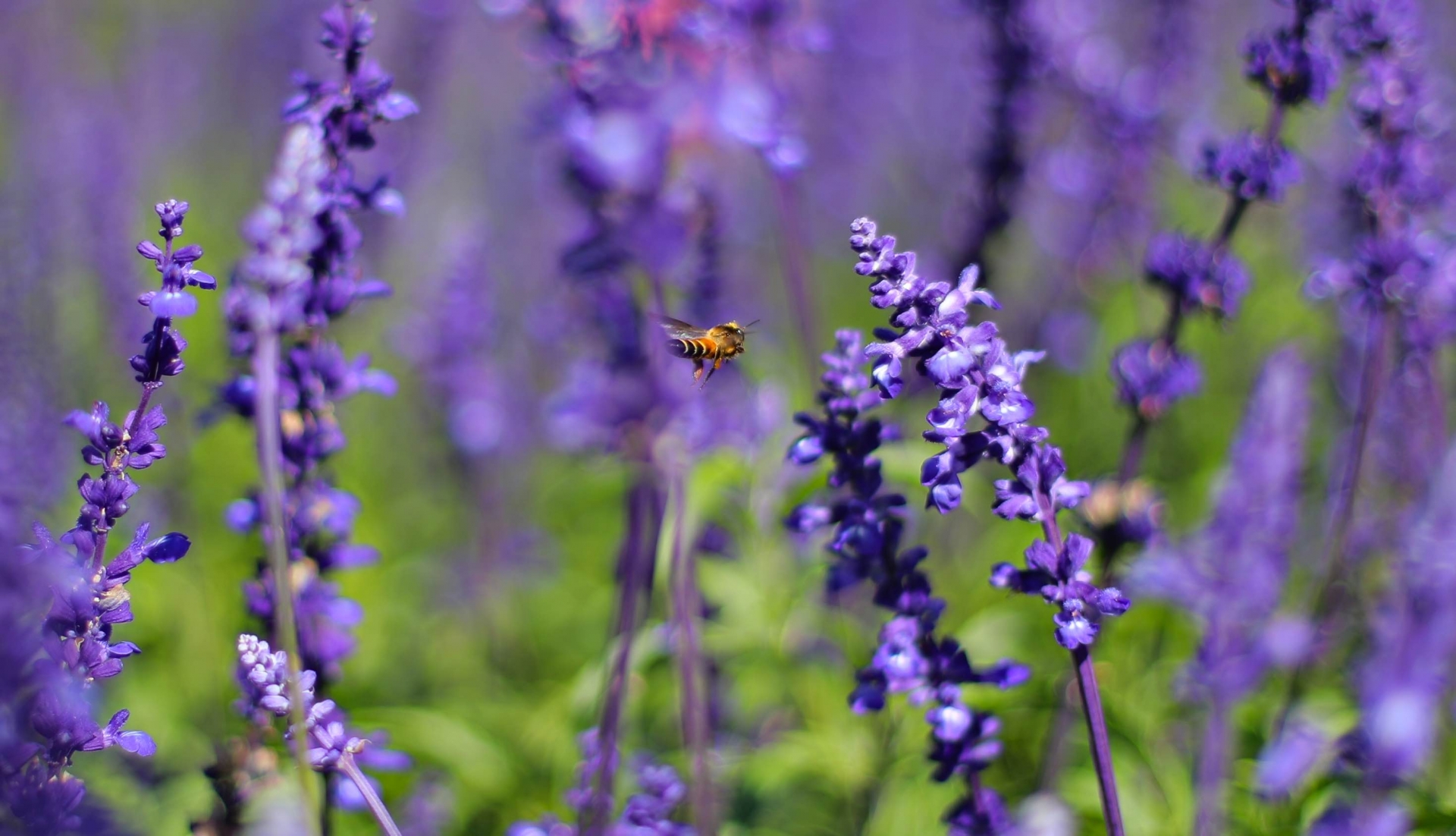 Cận cảnh những bông hoa Lavender tím trên mảnh đất rộng 5.500m2. Nhiều du khách cho biết cảm thấy thư thả, thú vị khi khi dạo chơi, chụp ảnh lưu niệm ở vườn hoa

