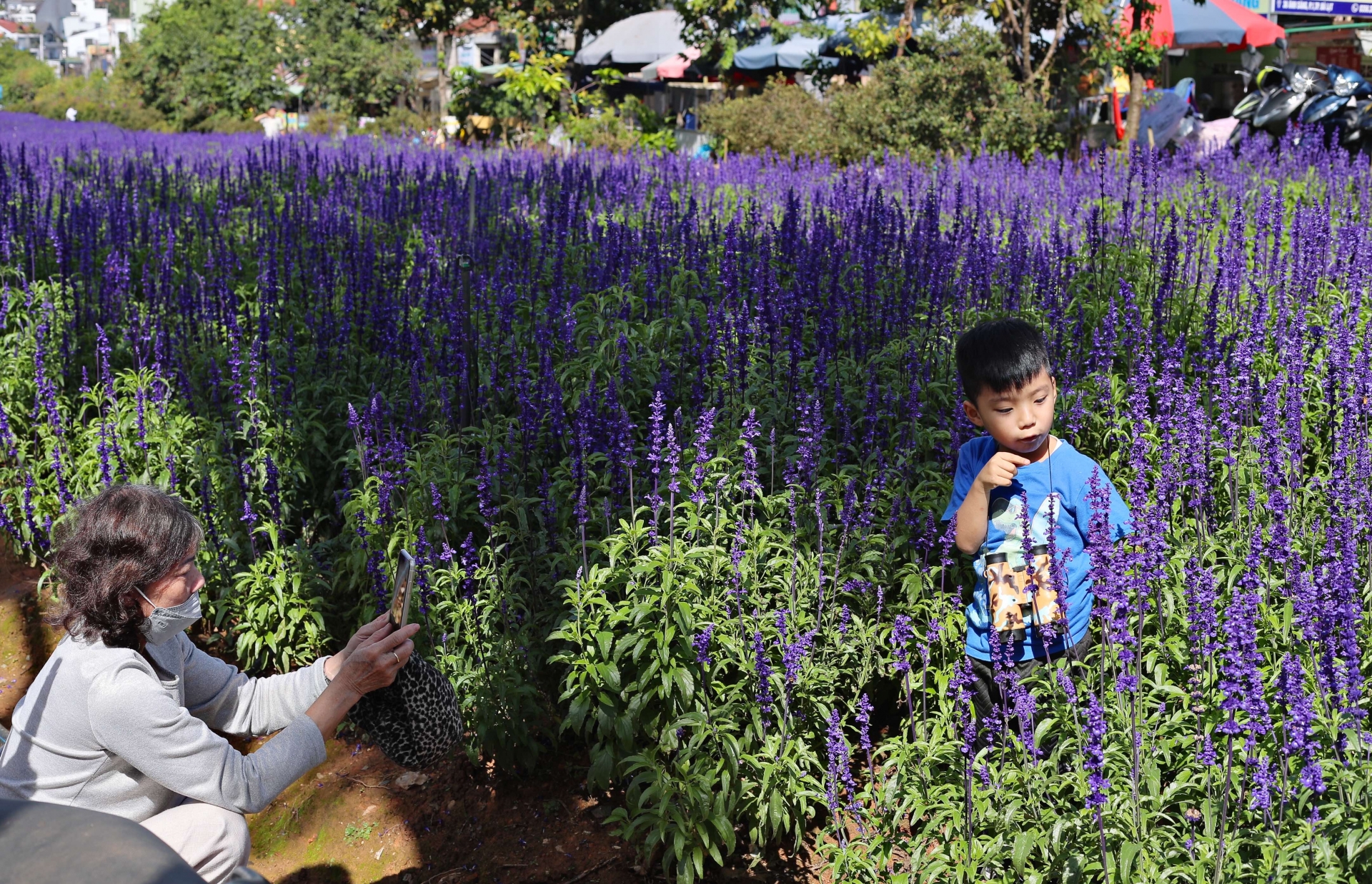 Bà Minh Châu, một người dân TP Đà Lạt chụp hình cho cháu nội tại vườn Lavender giữa lòng thành phố sáng 17/9
