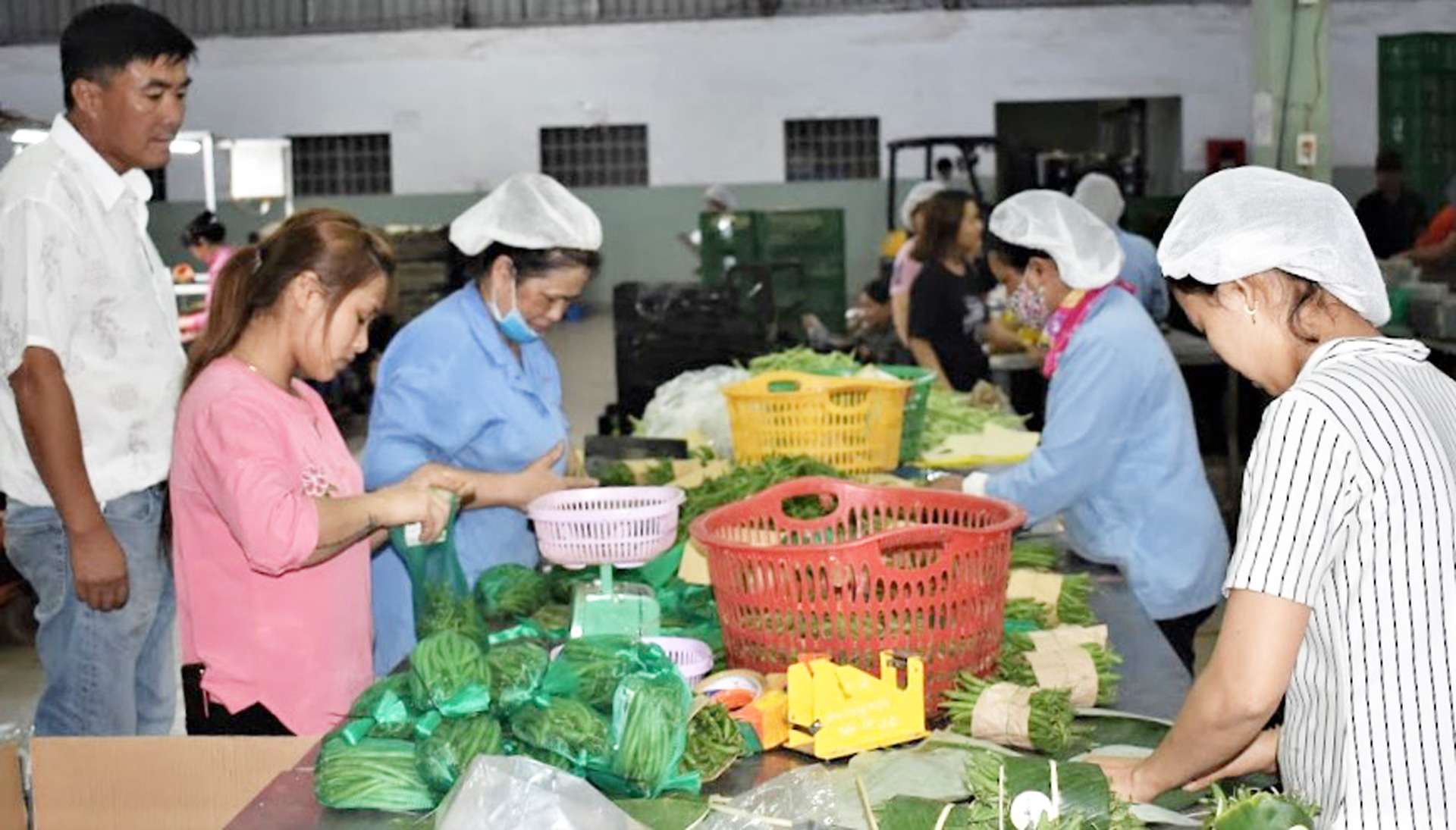 Công ty TNHH Sản xuất - Thương mại nông sản Phong Thúy, huyện Đức Trọng sử dụng phụ phẩm sản xuất, sơ chế, chế biến rau, củ, quả làm thức ăn chăn nuôi bò siêu thịt đạt giá trị kinh tế cao