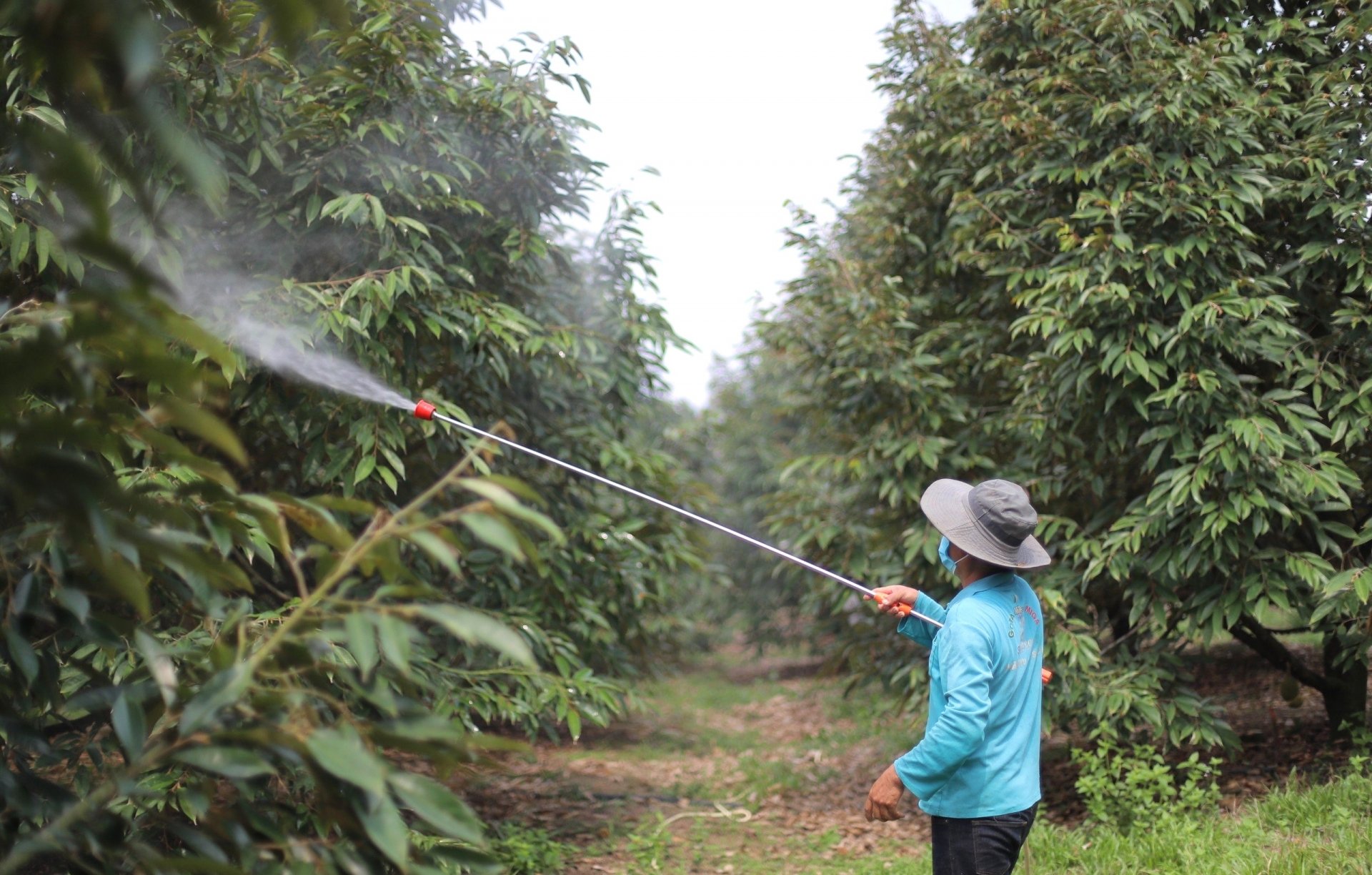 Người dân huyện Đạ Huoai tập trung phun xịt phòng chống dịch bệnh trên cây sầu riêng