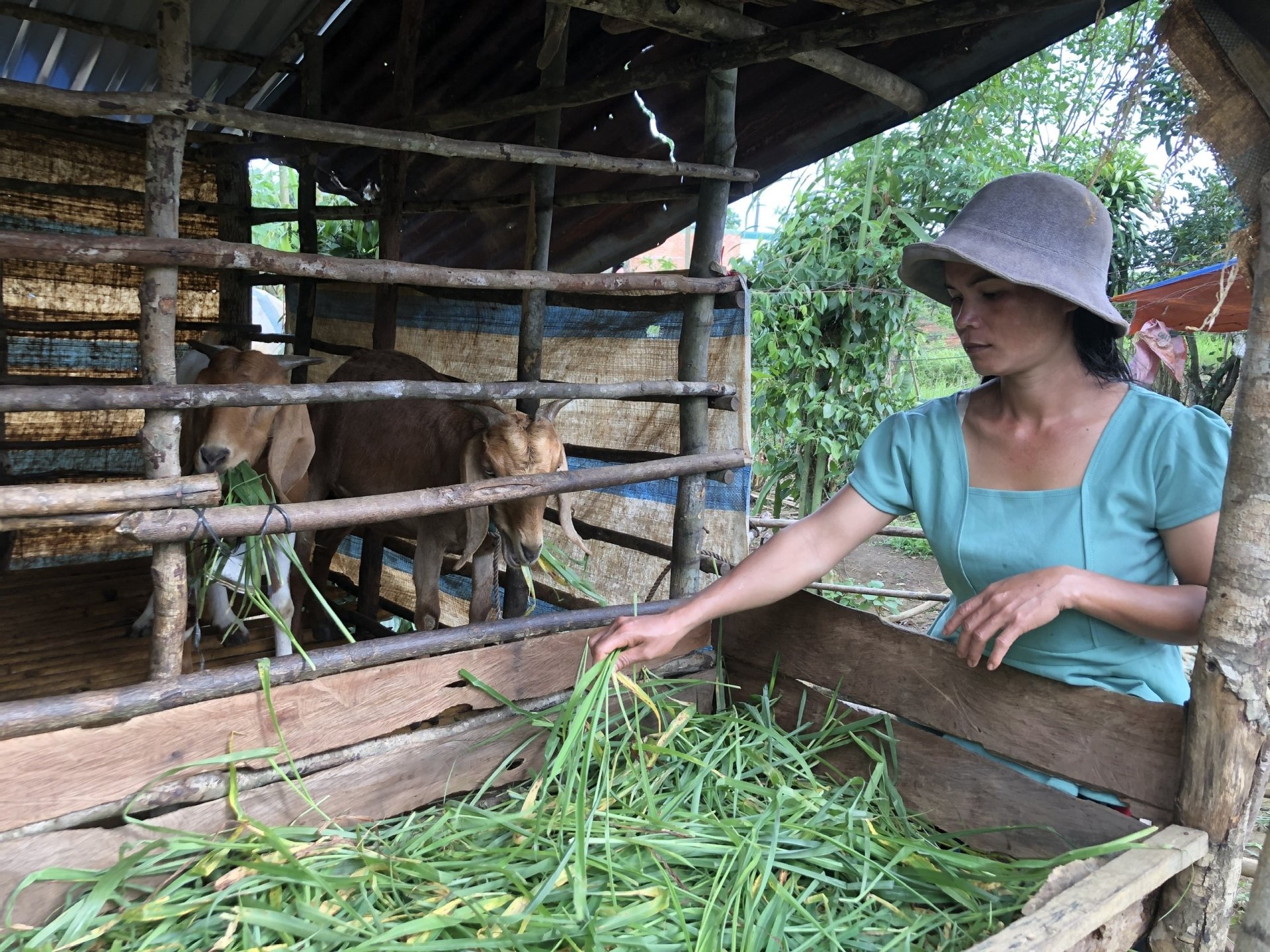 Dự án hỗ trợ sinh kế đưa dê lai về vùng sâu Lộc Bắc, Bảo Lâm