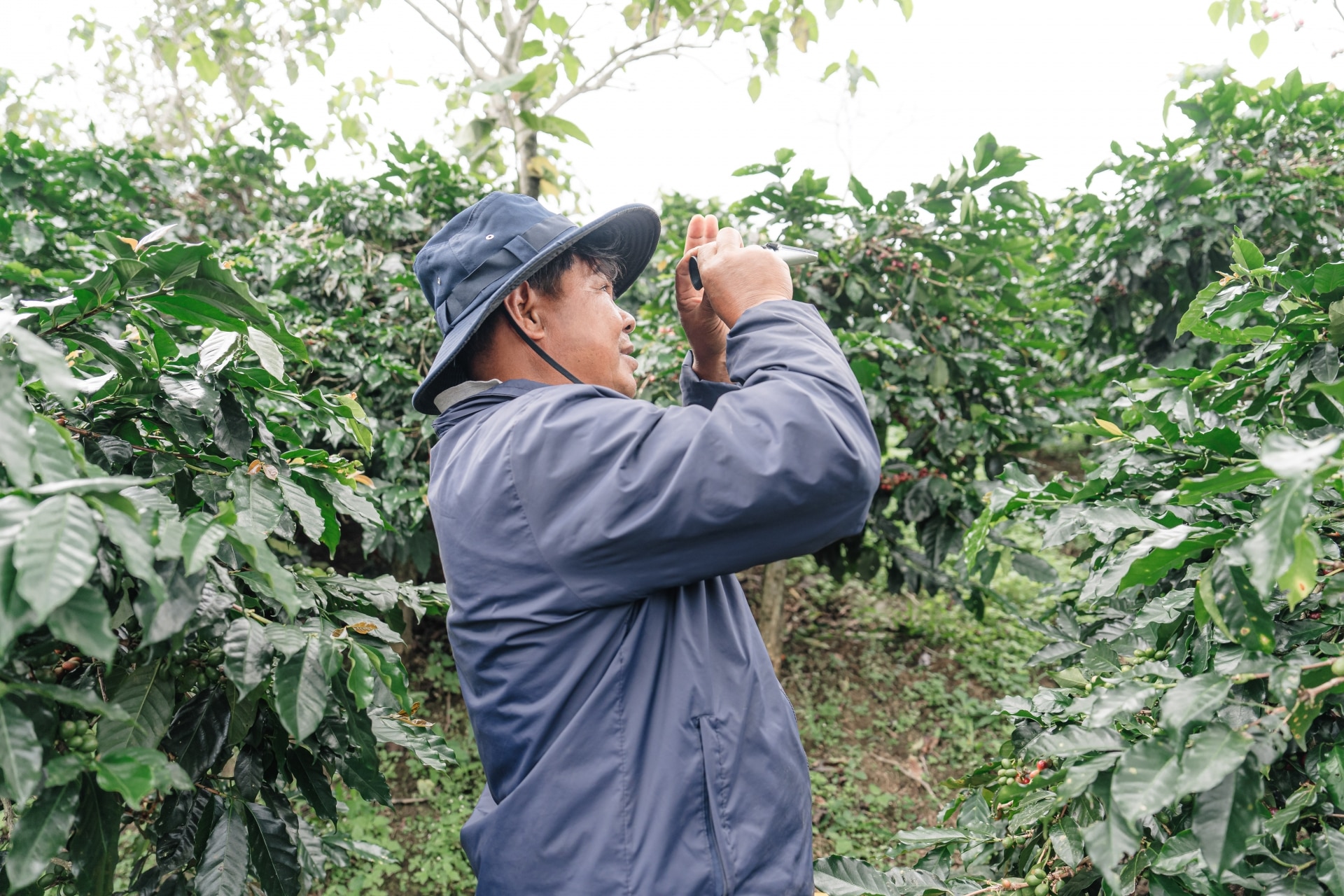 Sản xuất cà phê bền vững trong vùng Dự án Café- REDD