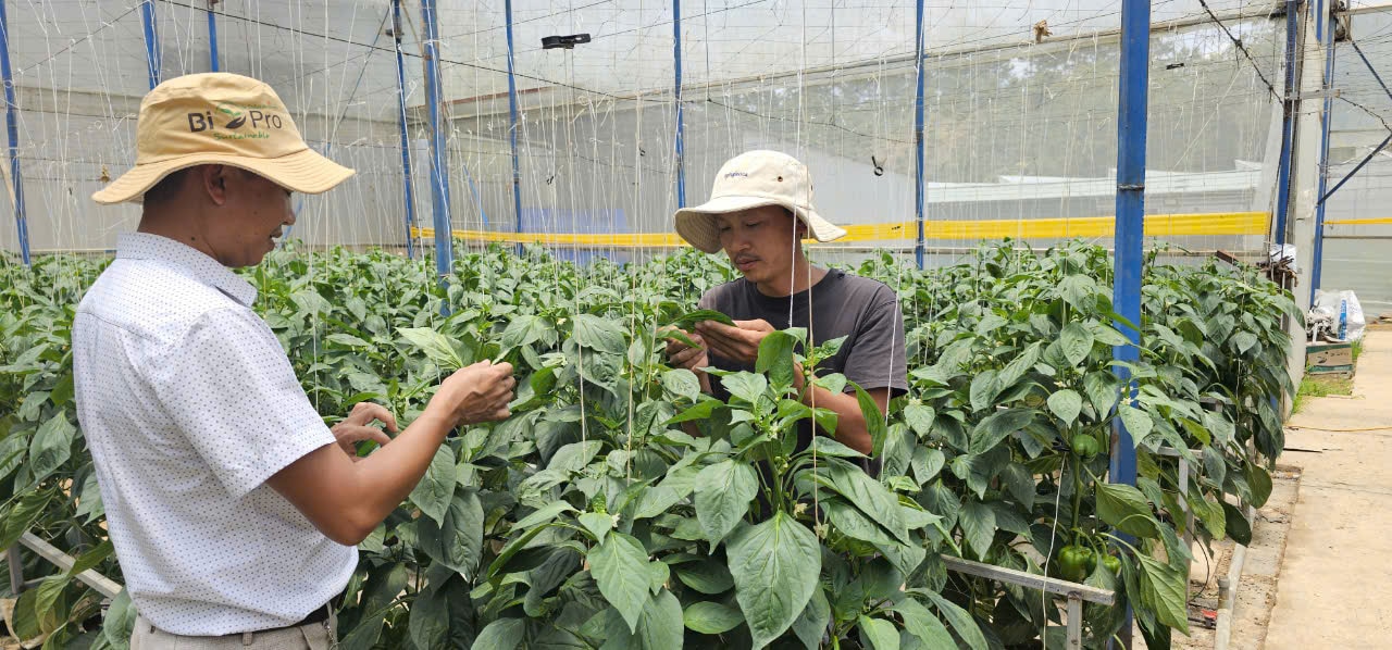 Anh Phí Văn Thìn (áo đen) là người đi đầu trong việc ứng dụng kỹ thuật cao trong sản xuất nông nghiệp ở Đam Rông