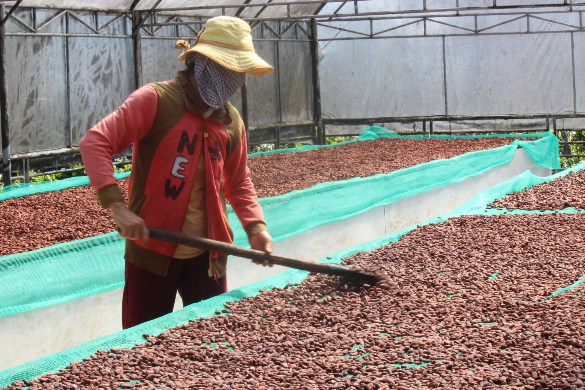 Giá cacao đạt mức cao kỷ lục, nhiều doanh nghiệp sản xuất bánh kẹo gặp khó - Ảnh 2.