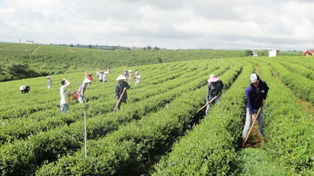 Vùng nguyên liệu gắn với nhà máy chế biến chè Ô long. Ảnh: Tư liệu