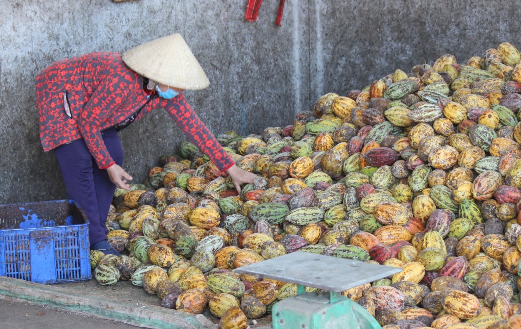 Giá cacao đạt mức cao kỷ lục, nhiều doanh nghiệp sản xuất bánh kẹo gặp khó - Ảnh 1.