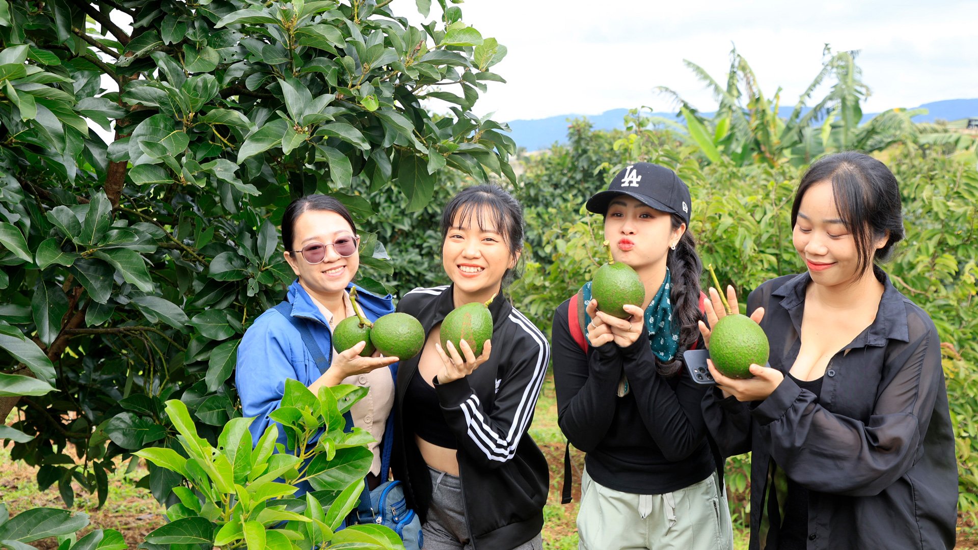 Du khách thích thú với những trái bơ trong Avocado Farm