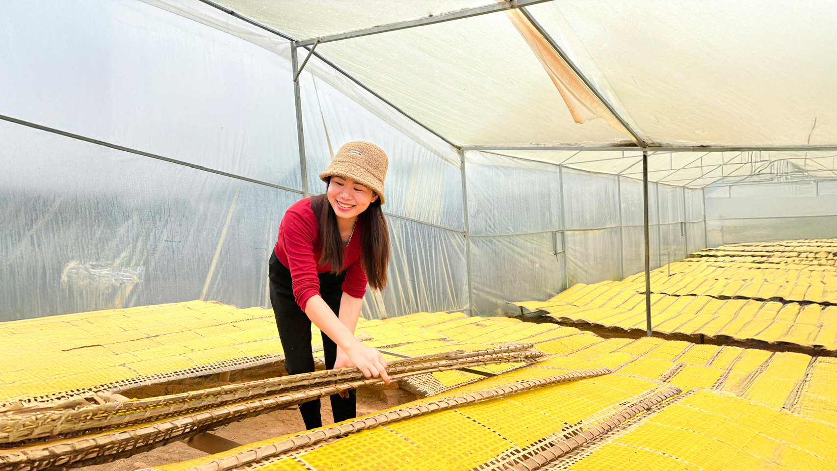 Bánh tráng làng Tày
được phơi khô trong nhà kính