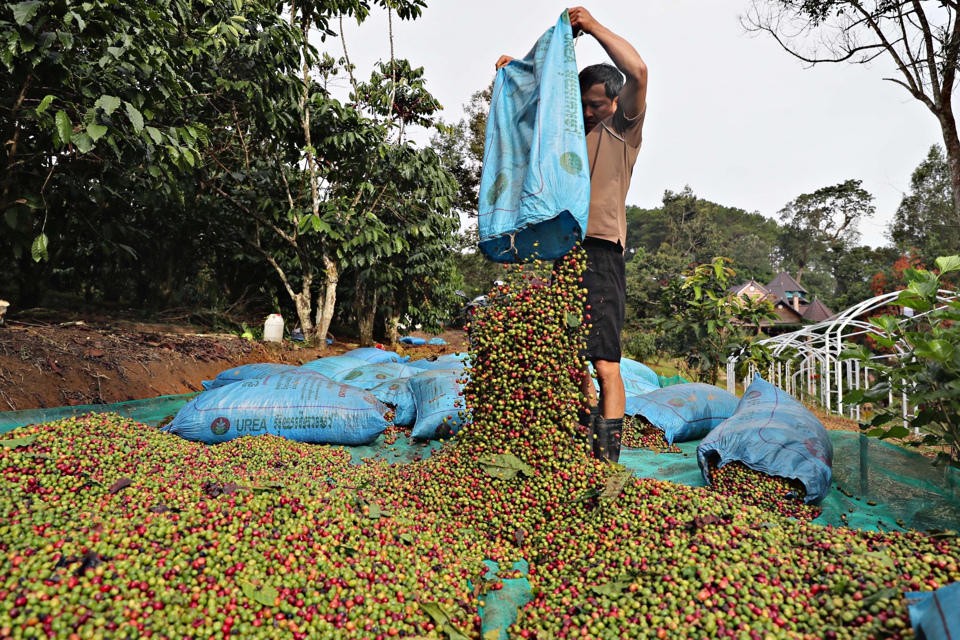 Người dân huyện Bảo Lâm thu hoạch Robusta và thường chọn cách phơi khô, xay nhân để bán thay vì bán tươi