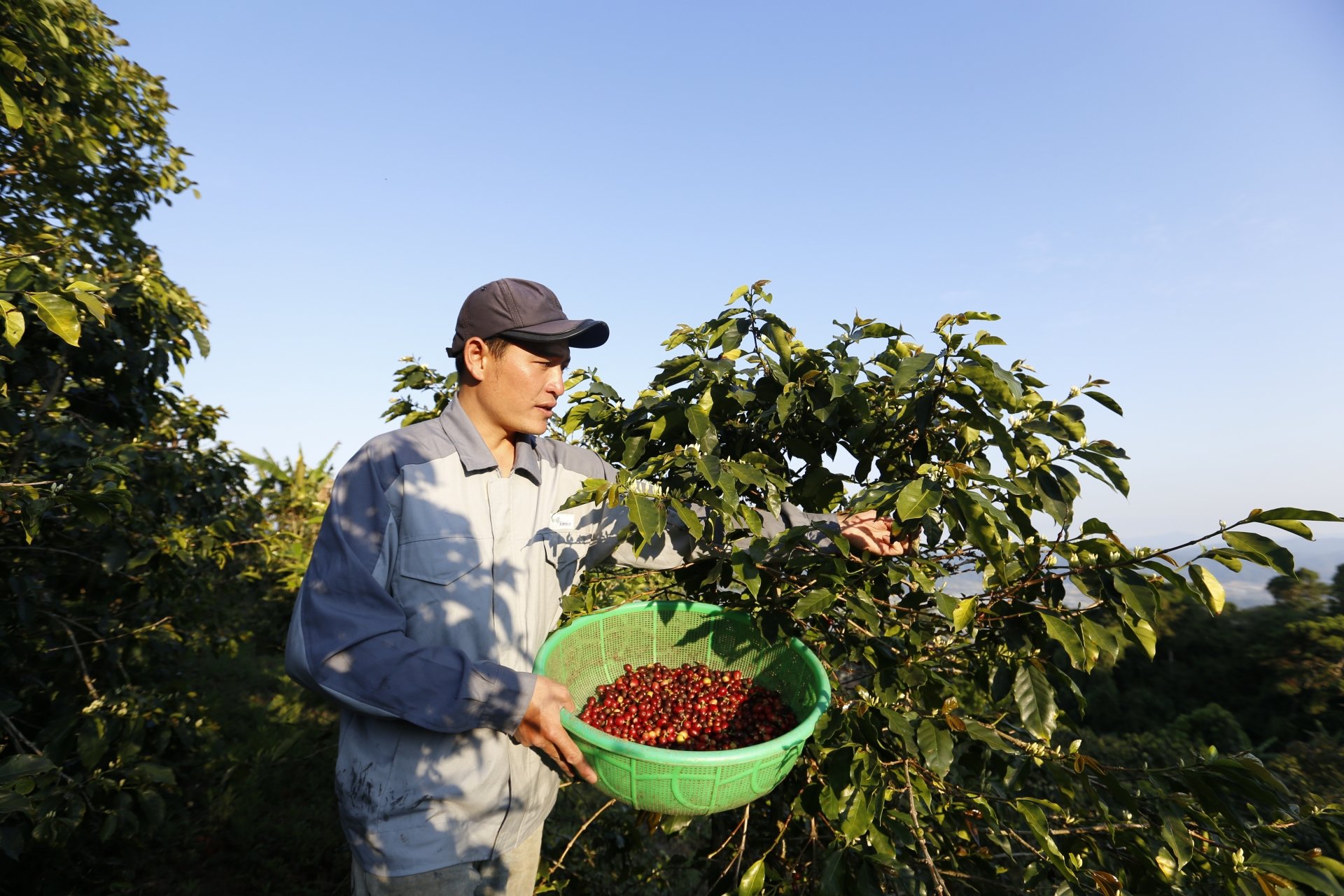 Người dân thu hoạch cà phê Arabica tại khu vực xã Xuân Trường, Xuân Thọ,..TP Đà Lạt. Nơi đây có điều kiện khí hậu, thổ nhưỡng cho chất lượng cà phê Arabica ngon nhất trên thế giới.
