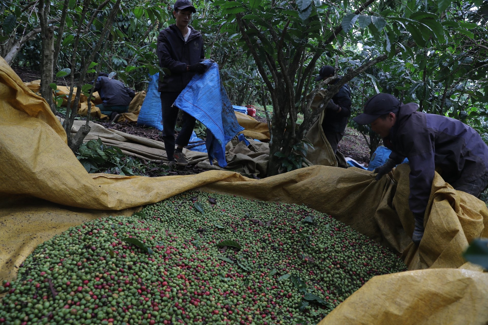 Trên khắp các triền đồi ở Lâm Đồng người người gọi nhau lên rẫy hái cà phê. Đây cũng là khoảng thời gian các chủ vườn cần huy động nhân công, nhiều lao động thời vụ để đảm bảo cà phê được thu hái kịp thời vụ