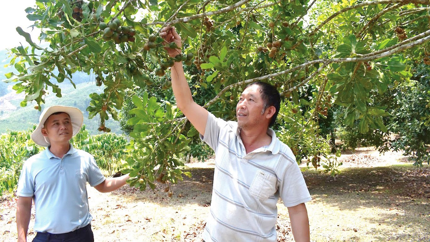 Huyện Đam Rông quy hoạch tiểu vùng II phát triển cây mắc ca, cà phê tập trung 
2 xã Đạ K’nàng và Phi Liêng