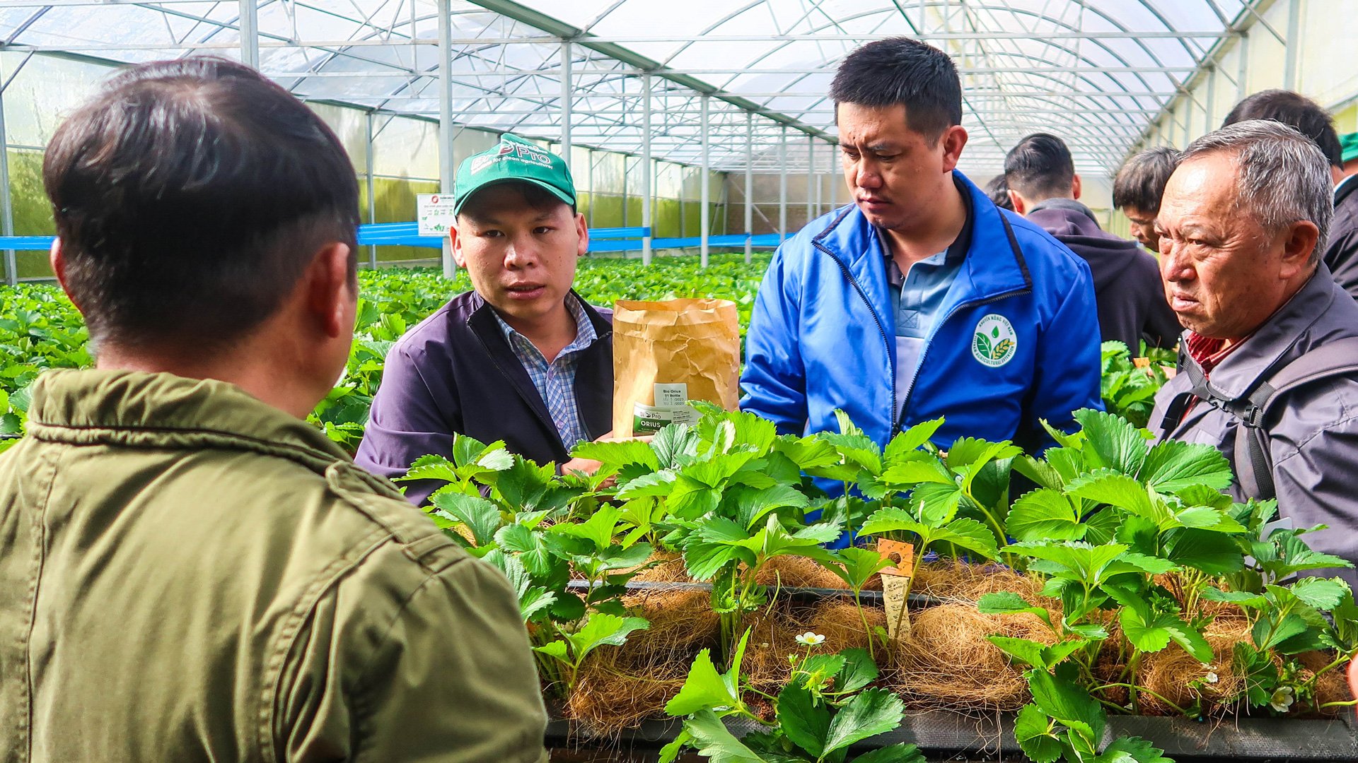 Tổ khuyến nông cộng đồng tham gia chuyển giao quy trình sử dụng thiên địch phòng, chống bệnh hại trên cây dâu tây Đà Lạt