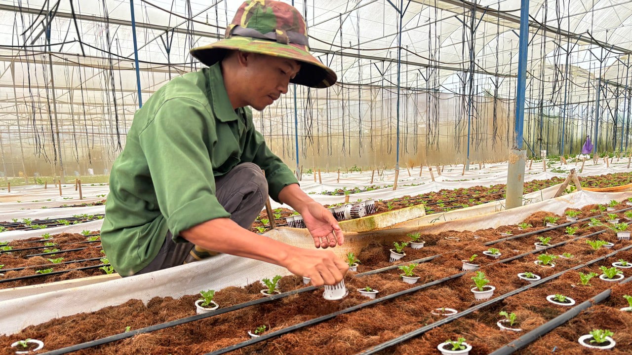 Anh Cao Xuân Tuấn đang trồng xà lách thủy tinh trên giá thể