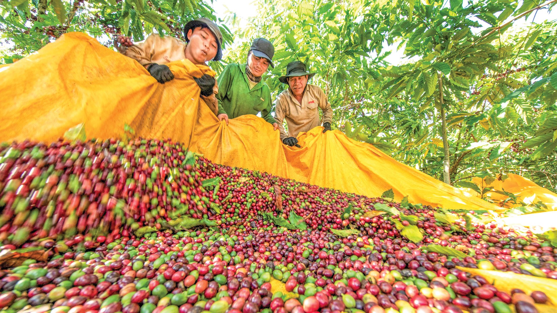 Giá cà phê tăng cao đã mang lại niềm vui, nguồn thu nhập cao cho người trồng cà phê trên địa bàn huyện Bảo Lâm