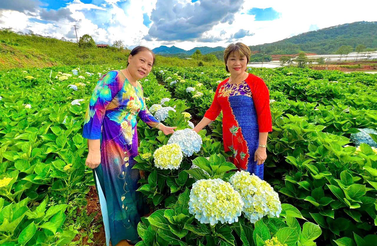 Vườn cẩm tú cầu trong khuôn viên 10 ha Khu du lịch canh nông Thiên Vương 
thu hút khách tham quan trải nghiệm