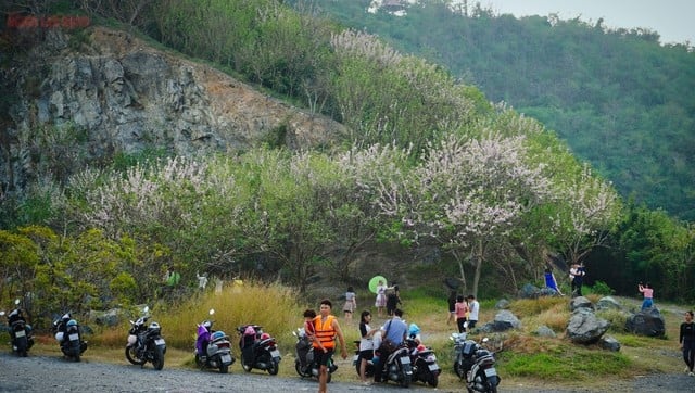 Hàng ngàn cây đỗ mai khoe sắc ở TP Vũng Tàu khiến du khách mê mẩn ảnh 3