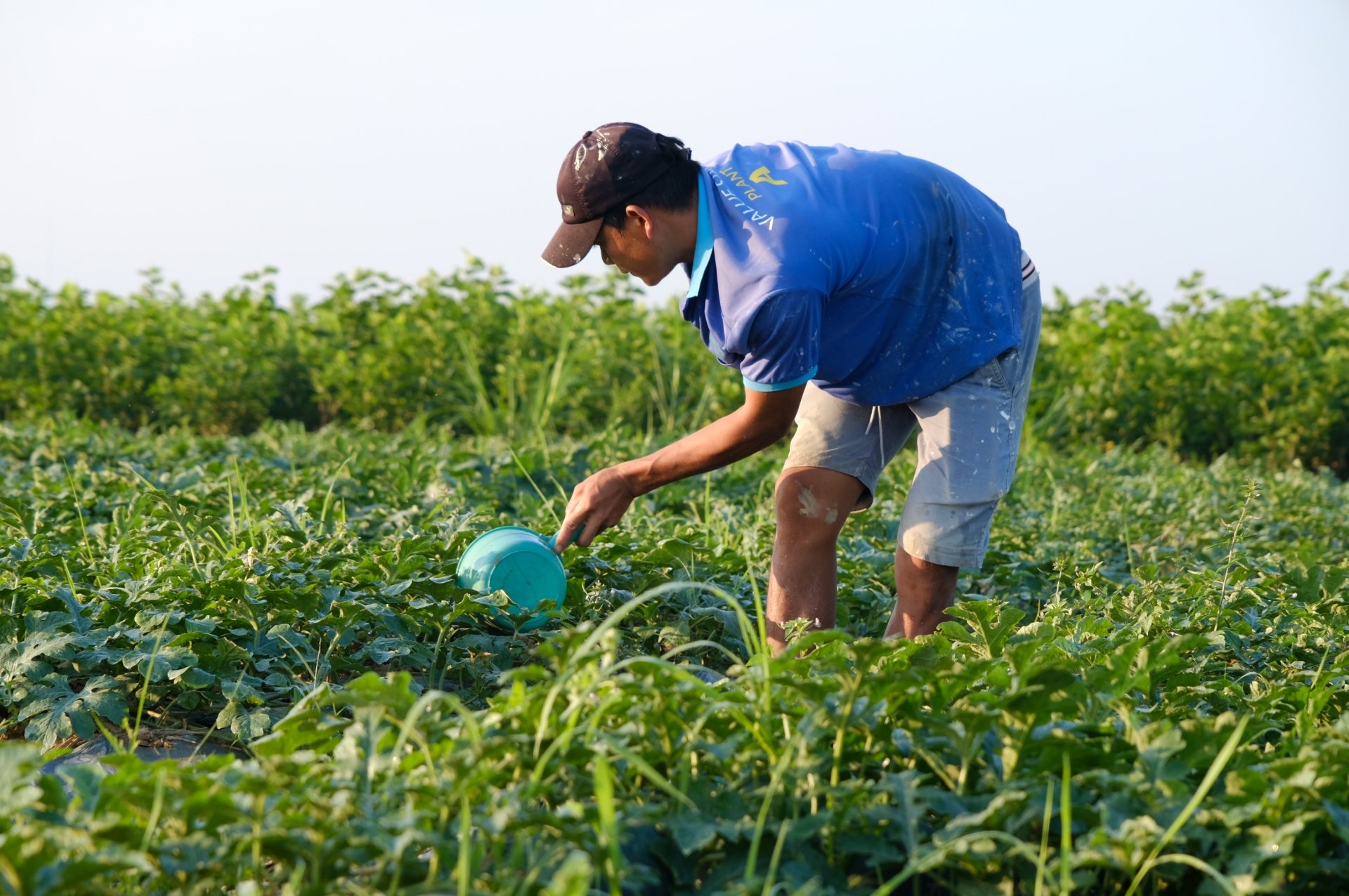 Nhiều vườn dưa sử dụng màng phủ nông nghiệp tại gốc  để tưới thấm giúp tiết kiệm thời gian chăm sóc