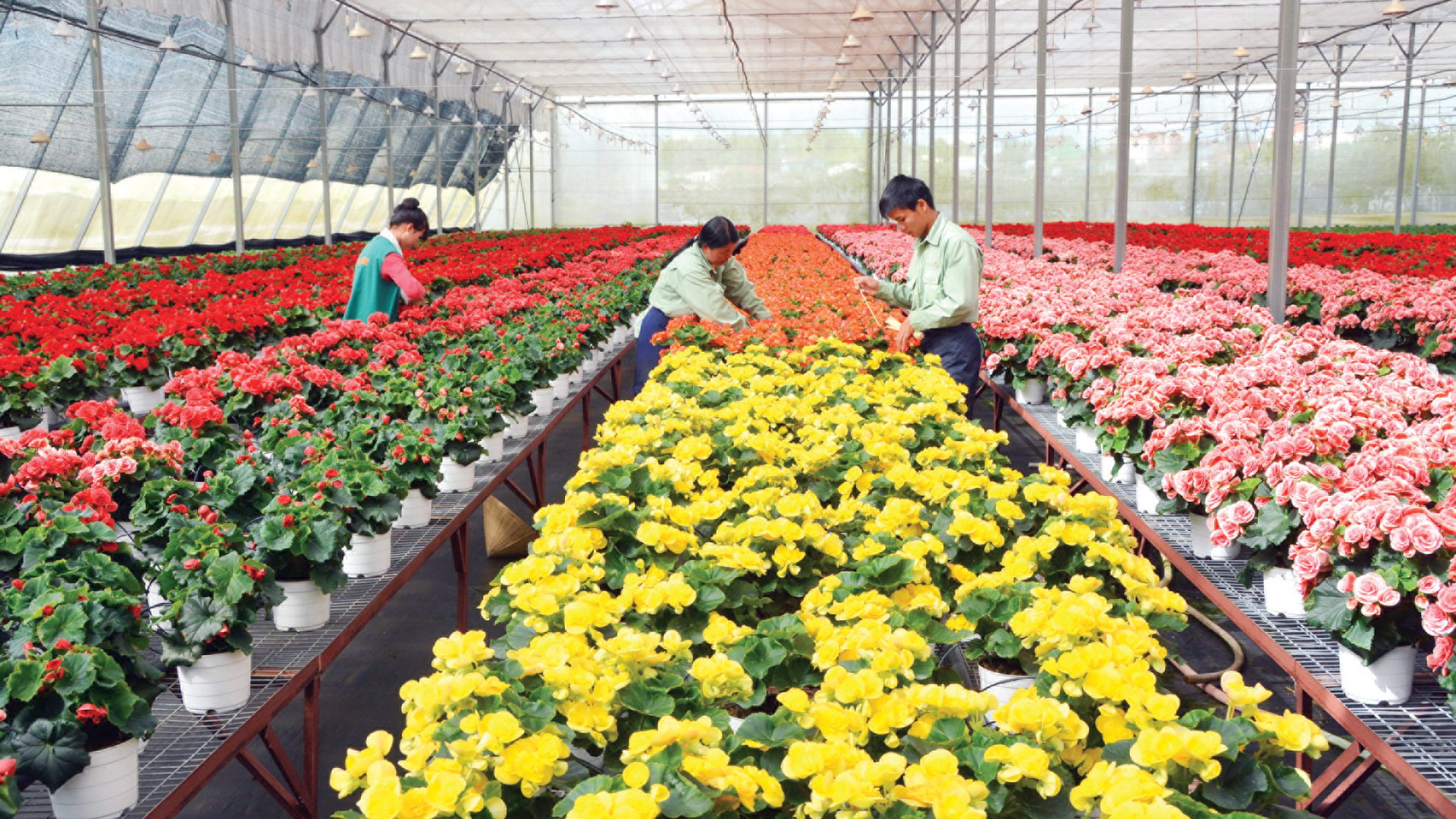 Sản xuất hoa ứng dụng công nghệ cao tại Công ty Dalat Hasfarm. Ảnh: Văn Báu