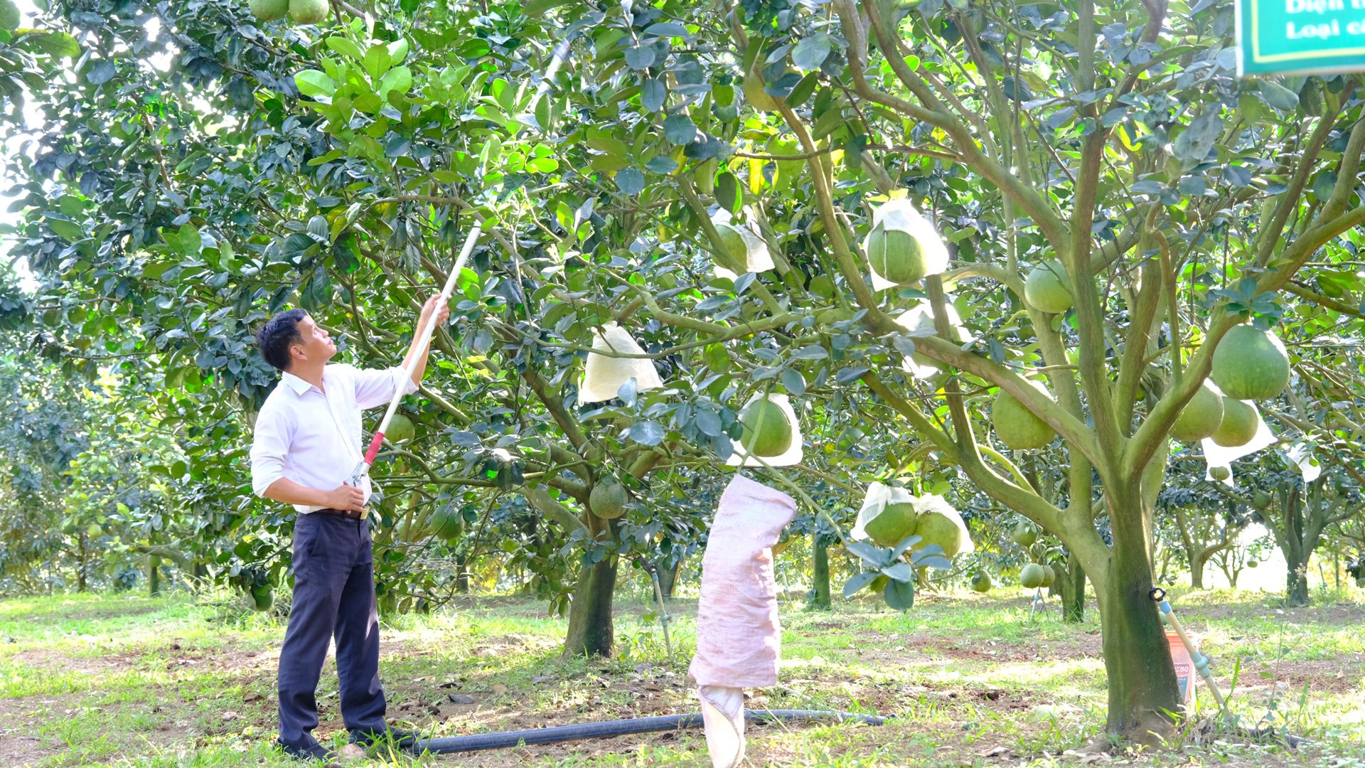 Phát triển bưởi da xanh ven sông Đồng Nai