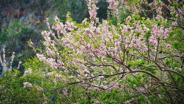 Hàng ngàn cây đỗ mai khoe sắc ở TP Vũng Tàu khiến du khách mê mẩn ảnh 1