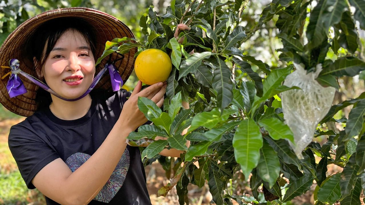 Vú sữa Hoàng Kim chín trong vườn