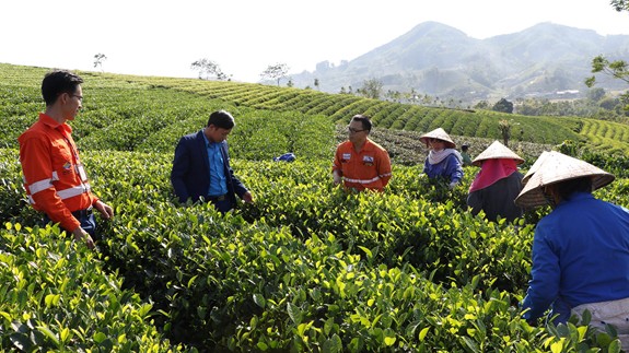 Ảnh minh họa: Nhân viên của Công ty Cổ phần Tài nguyên Masan hướng dẫn người dân địa phương kỹ thuật trồng chè sạch. (Nguồn: Báo Quân đội nhân dân)